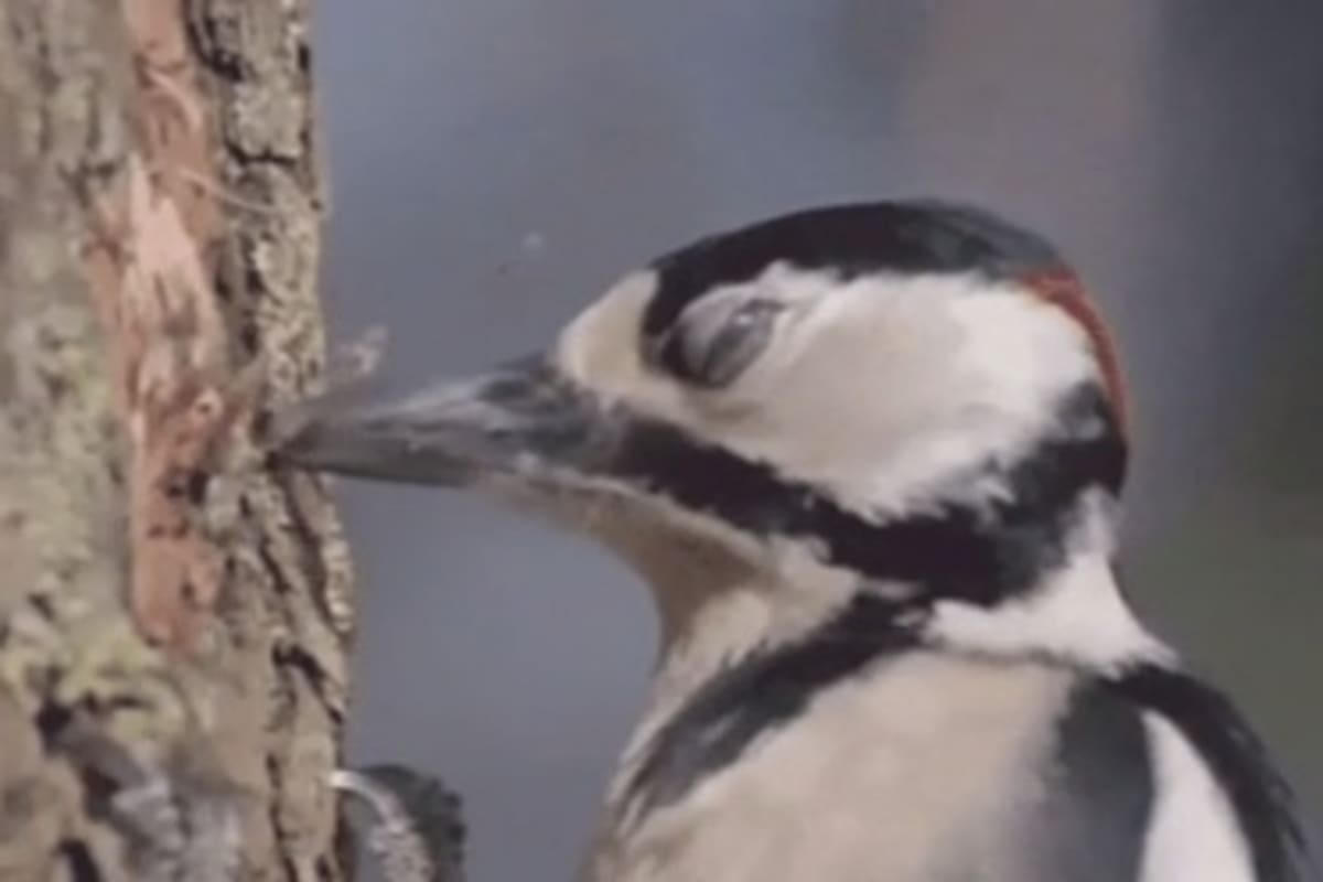 El truco de los pájaros carpinteros para no sufrir lesiones cerebrales al picotear