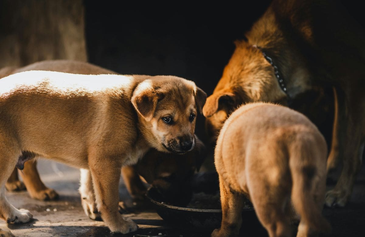 10,962 perros fueron sacrificados durante la gestión de Mariela Gutiérrez como presidenta municipal de Tecámac, de acuerdo con registros del propio gobierno municipal. | Foto: Especial GH