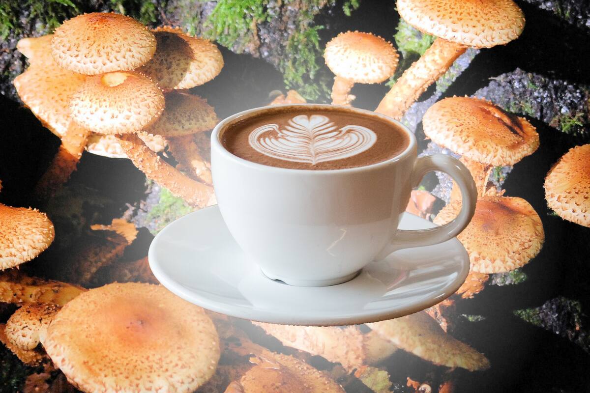 Mushroom coffee: una alternativa saludable que gana terreno entre los amantes del café
