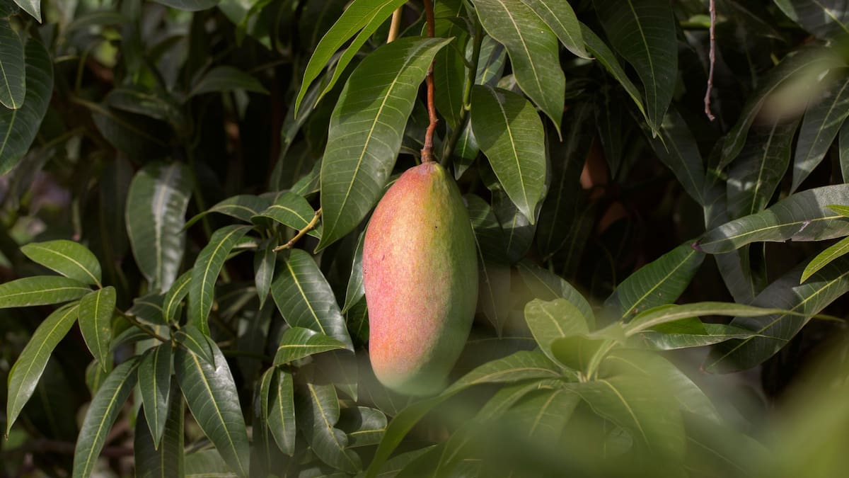 Nayarit pierde 154,000 toneladas de mango por falta de floración ante un invierno cálido, desplomando la producción al 30% y generando alertas entre especialistas por posibles brotes de plagas en huertos de la región