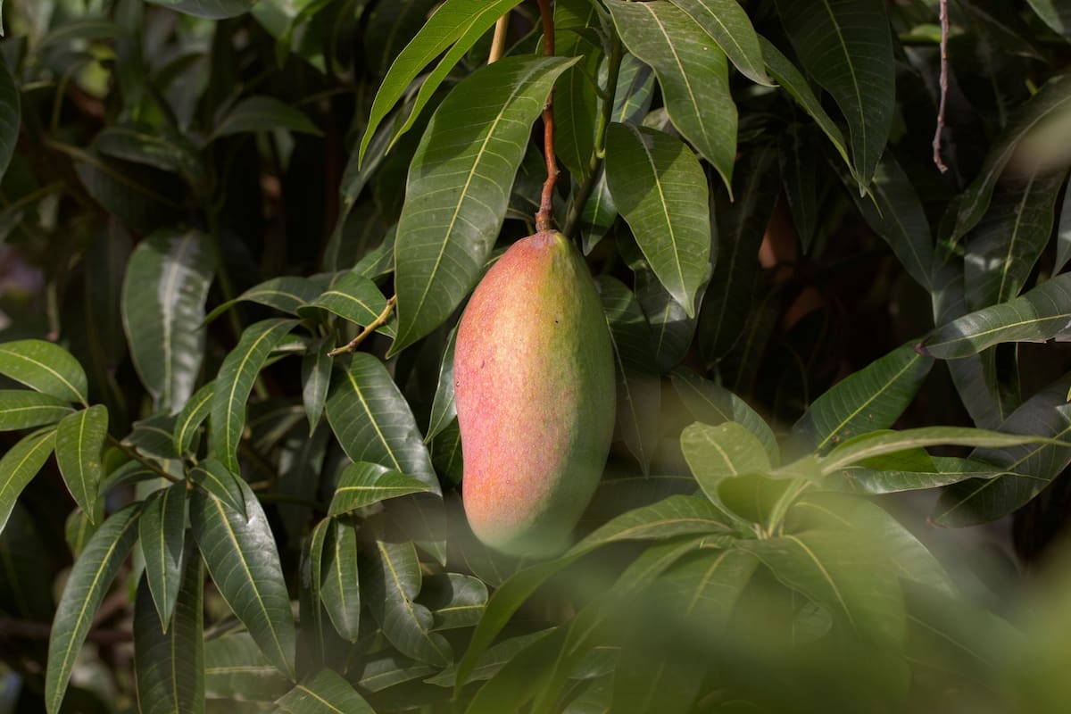 Nayarit pierde 154,000 toneladas de mango por falta de floración ante un invierno cálido, desplomando la producción al 30% y generando alertas entre especialistas por posibles brotes de plagas en huertos de la región