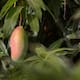 Nayarit pierde 154,000 toneladas de mango por falta de floración ante un invierno cálido, desplomando la producción al 30% y generando alertas entre especialistas por posibles brotes de plagas en huertos de la región