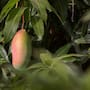 Nayarit pierde 154,000 toneladas de mango por falta de floración ante un invierno cálido, desplomando la producción al 30% y generando alertas entre especialistas por posibles brotes de plagas en huertos de la región