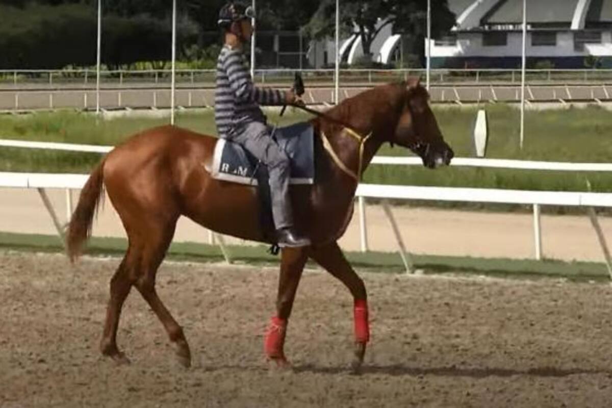 Roban y se comen famoso caballo "pura sangre" de carreras en Venezuela