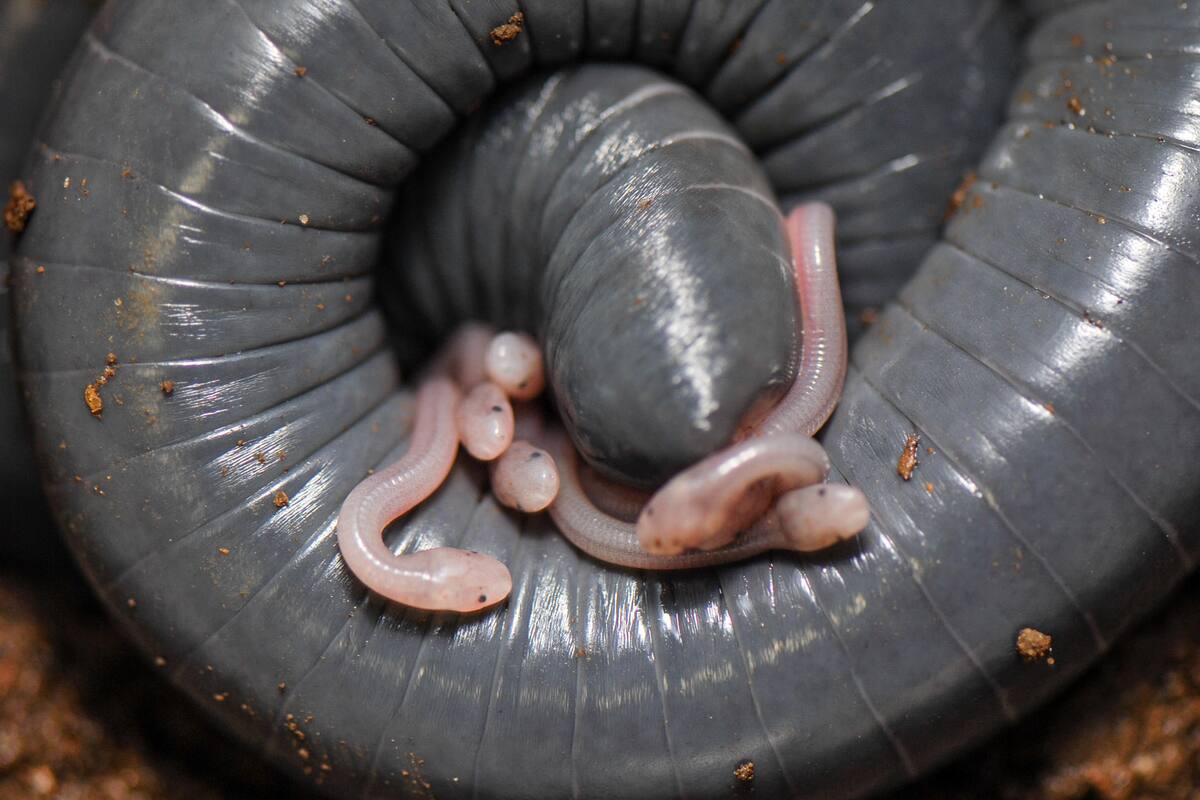 Un anfibio ponedor de huevos proporciona ‘leche’ rica en nutrientes a sus crías