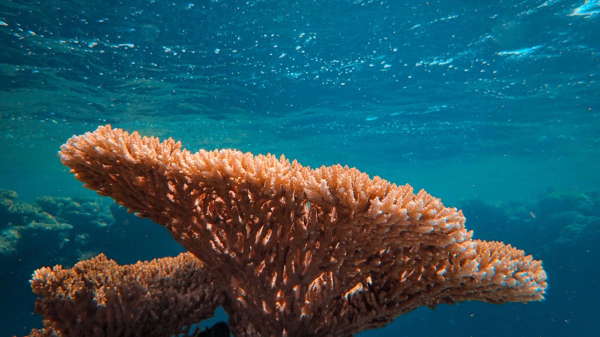 Equipos de restauración utilizan drones submarinos para localizar y retirar los neumáticos dispersos en el océano. Foto: Canva