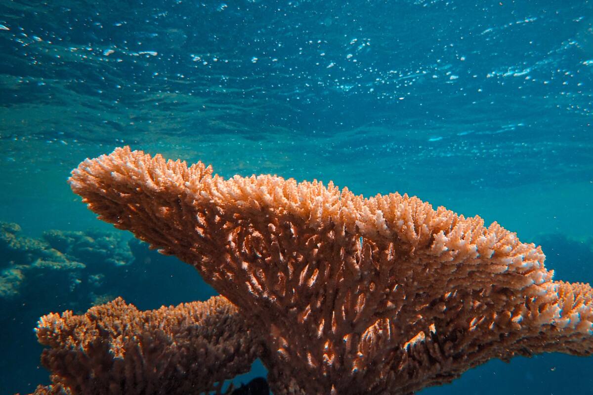 Una mujer crea el primer arrecife funerario del mundo luego de que le prohibieran esparcir las cenizas de su padre en el mar