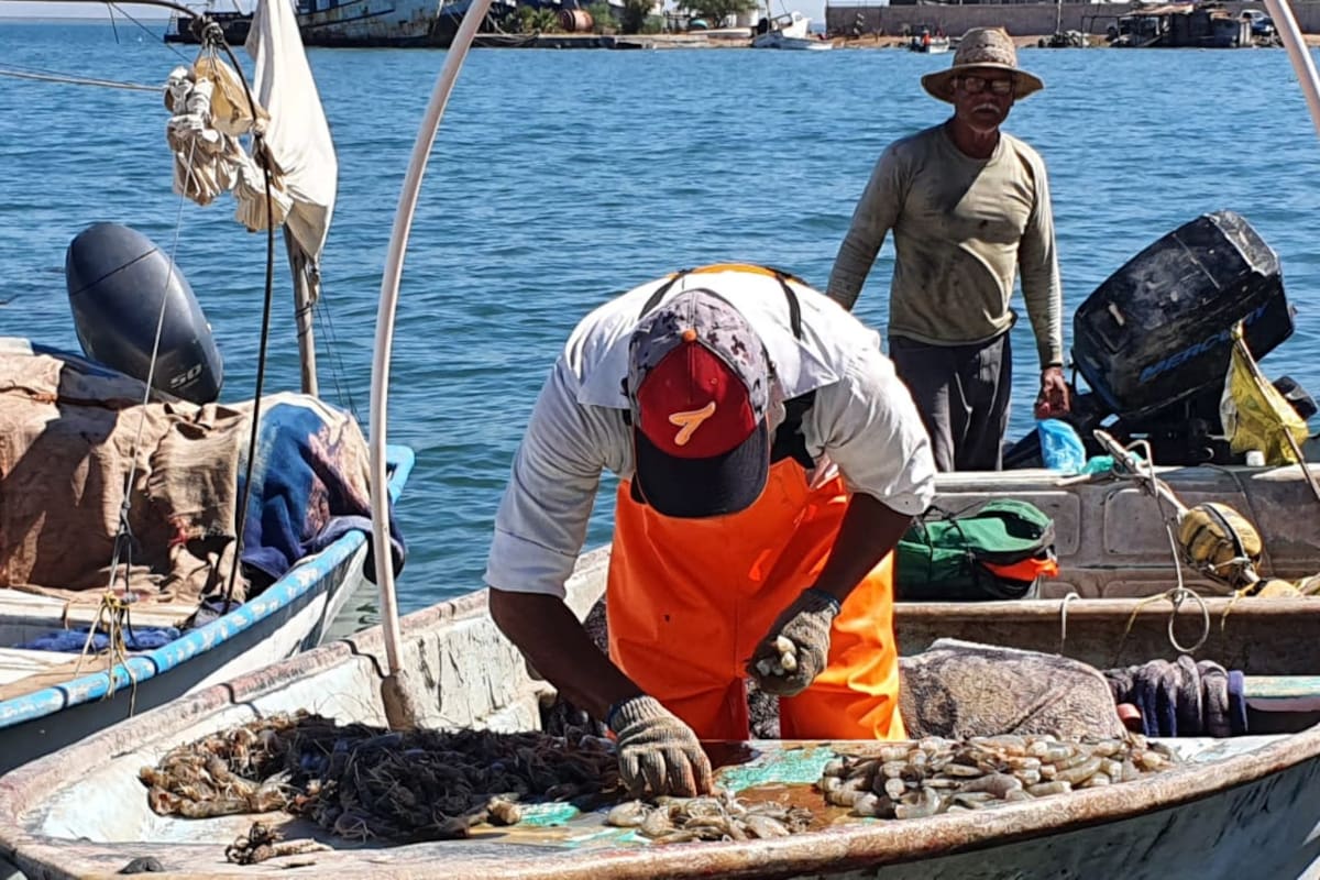 Pescadores arriesgan su vida por el callo de hacha