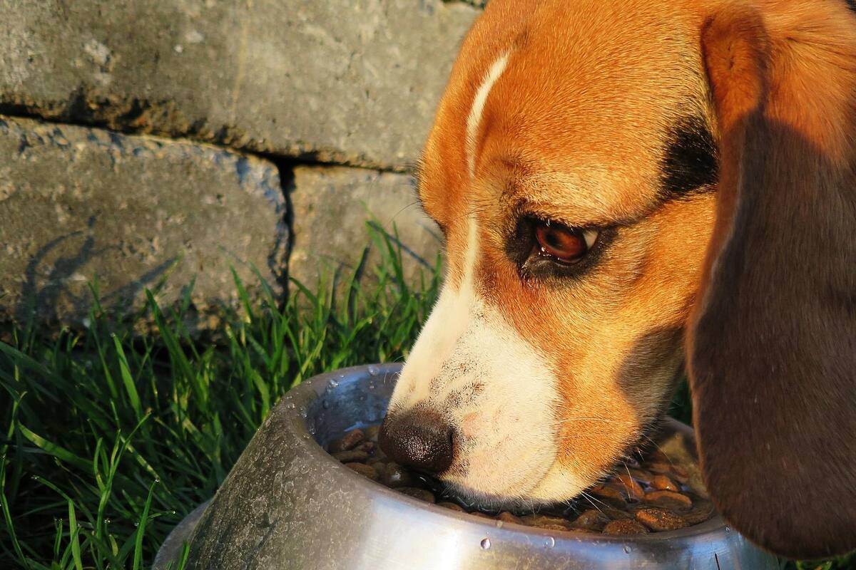 Realizarán colecta de croquetas para perros de la Nación Comcáac este fin de semana, en Hermosillo