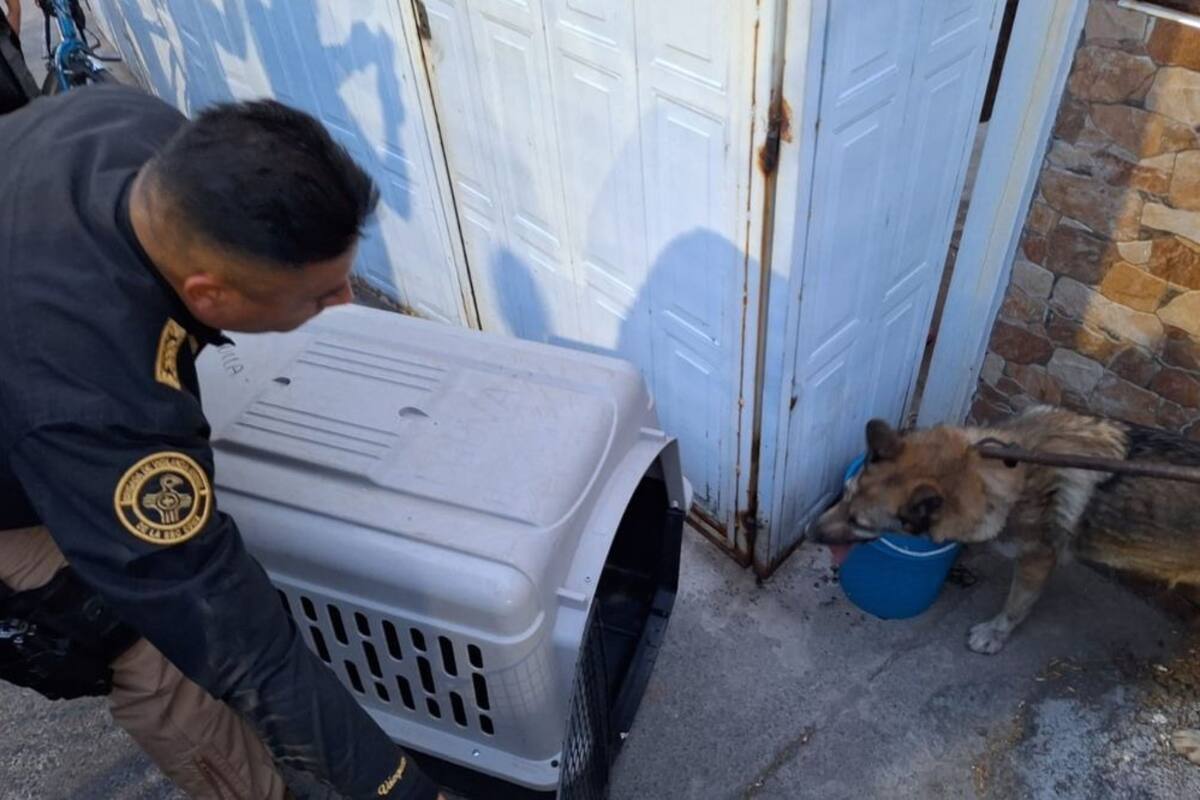 Semarnat desmiente que lobo rescatado fuera parte de zoológico de SJA