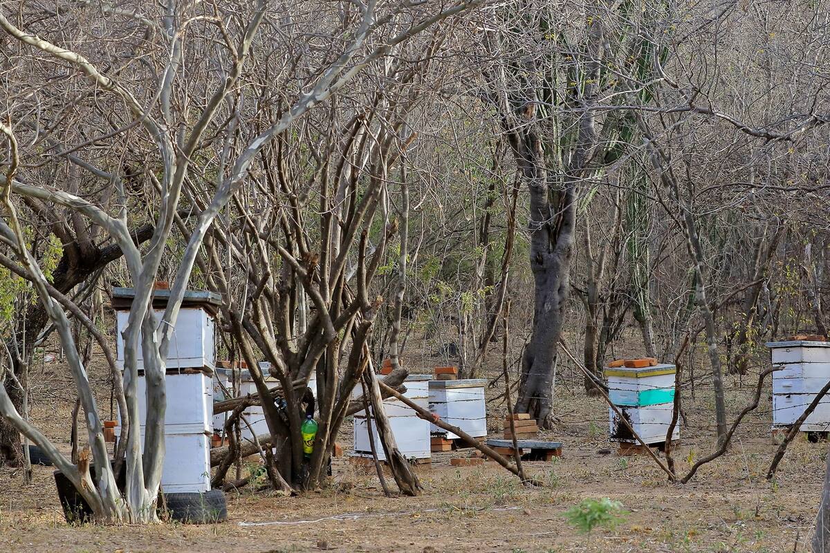Arrancan apicultores la cosecha de miel en el Sur de Sonora