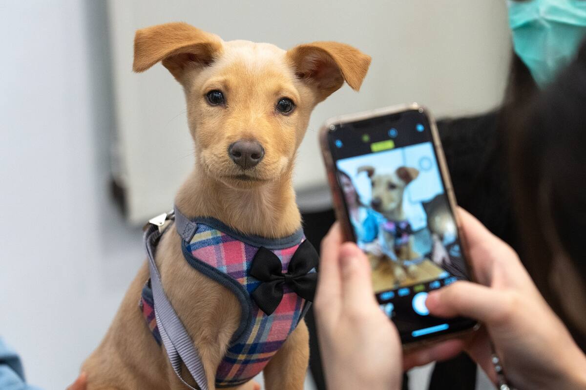 Colectivos de rescate organizan la Séptima Feria de Adopción para este domingo 6 de abril