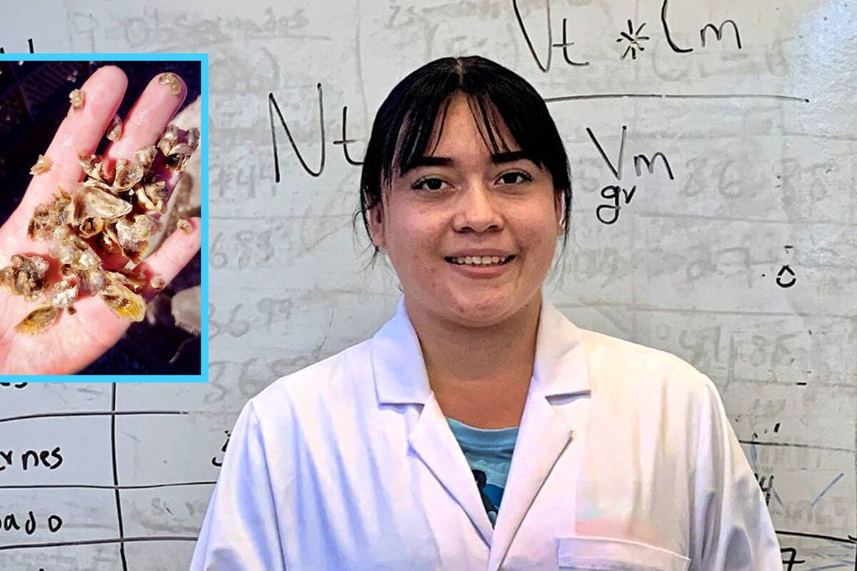 Estudiante obtiene mérito académico por siembra de 100 mil semillas de ostión japonés