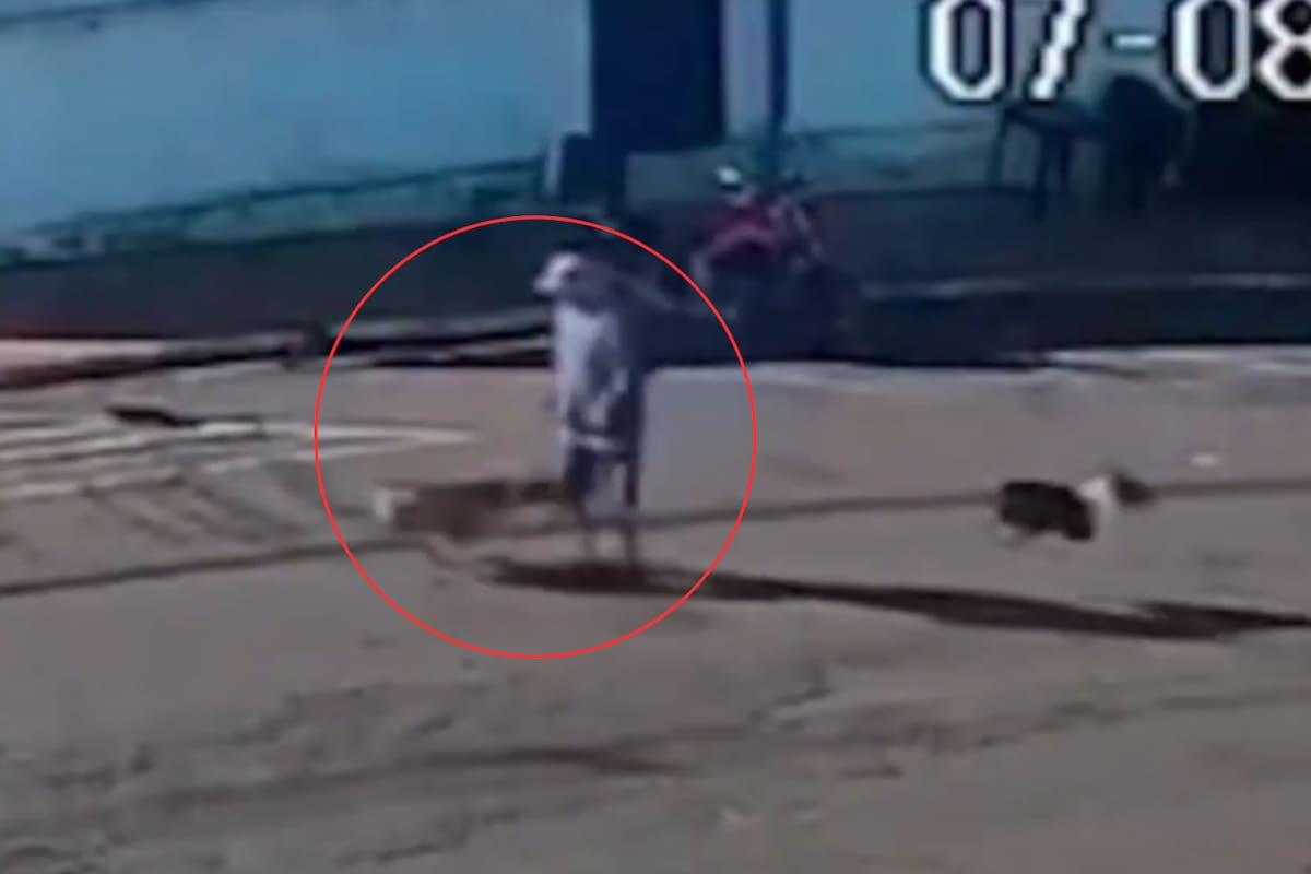 VIDEO: Abuelito de 72 años queda grave tras ser atropellado por un perro en Brasil
