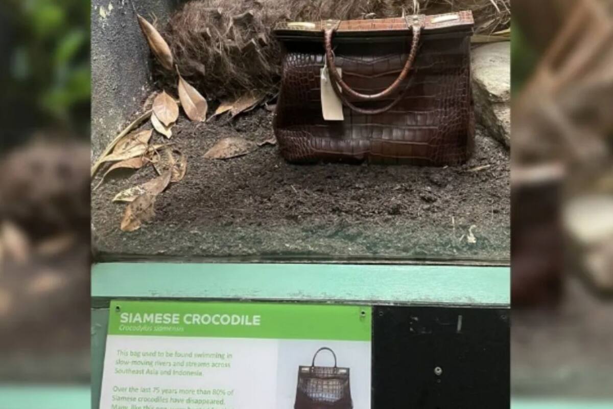 VIRAL: Zoológico exhibe bolso de piel de cocodrilo y genera debate en redes sociales
