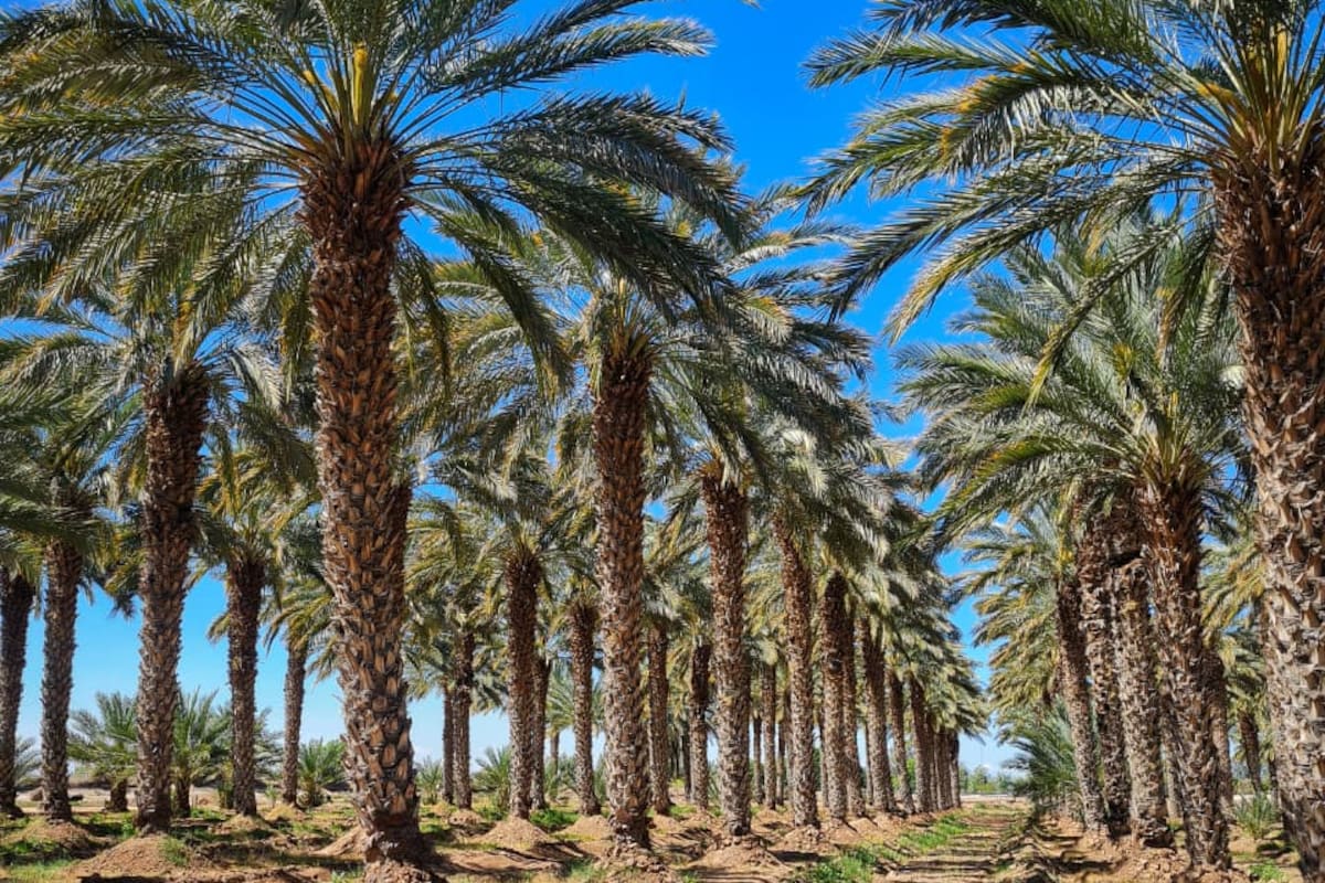 Con 40 grados y el inicio oficial del verano, así estará el clima este domingo de Día del Padre en Mexicali
