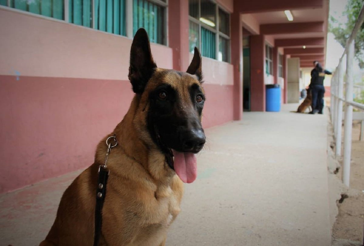 La Dirección de Seguridad Pública Municipal de Ensenada está haciendo la propuesta de adquirir tres perros. Foto: Archivo