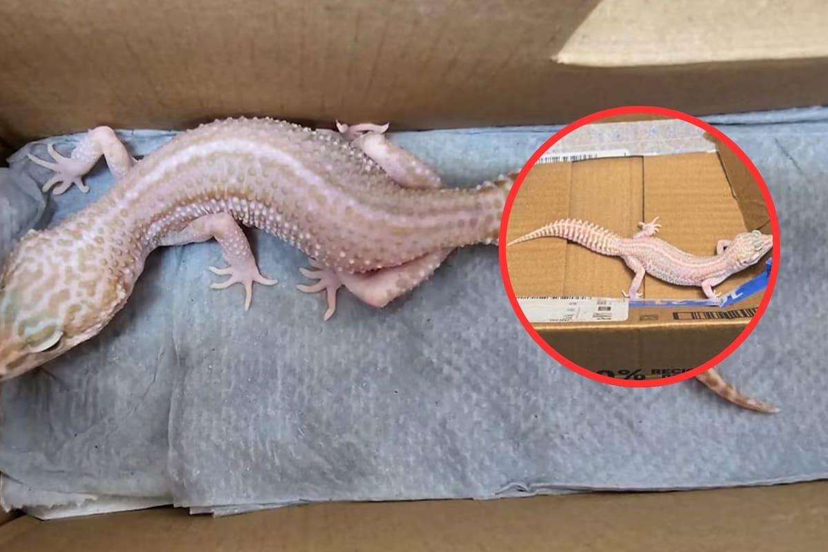 Guardia Nacional encuentra réptil exótico en paquetería de Zacatecas