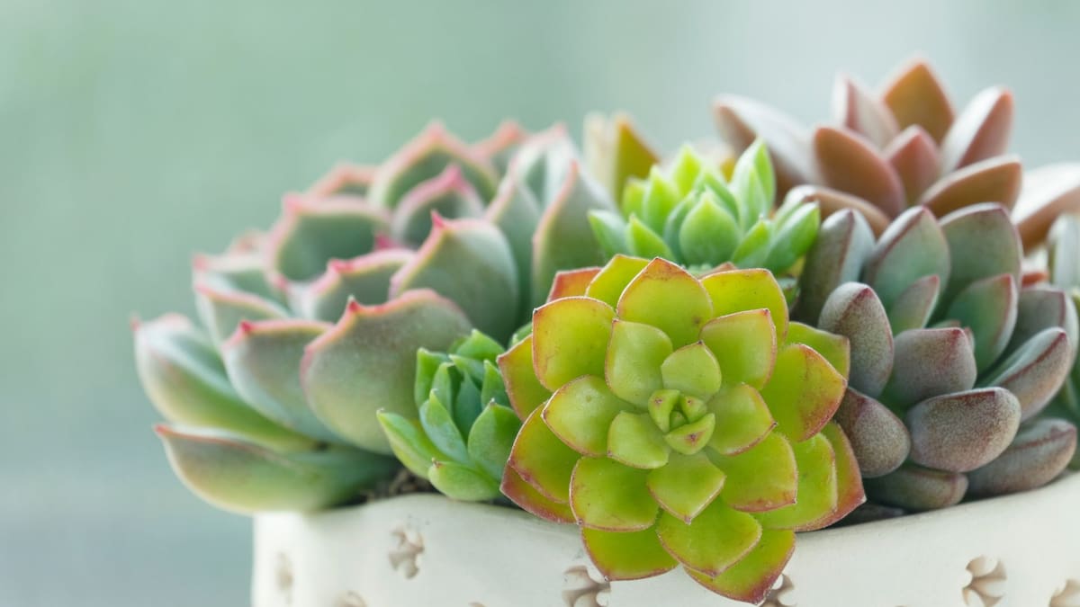 ¿A qué hora es mejor regar las suculentas Consejos de expertos para mantenerlas saludables | Foto: Especial (canva)