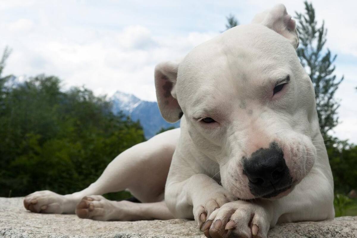“Pensé que nos mataba a todos”: Apuñalan a dogo argentino