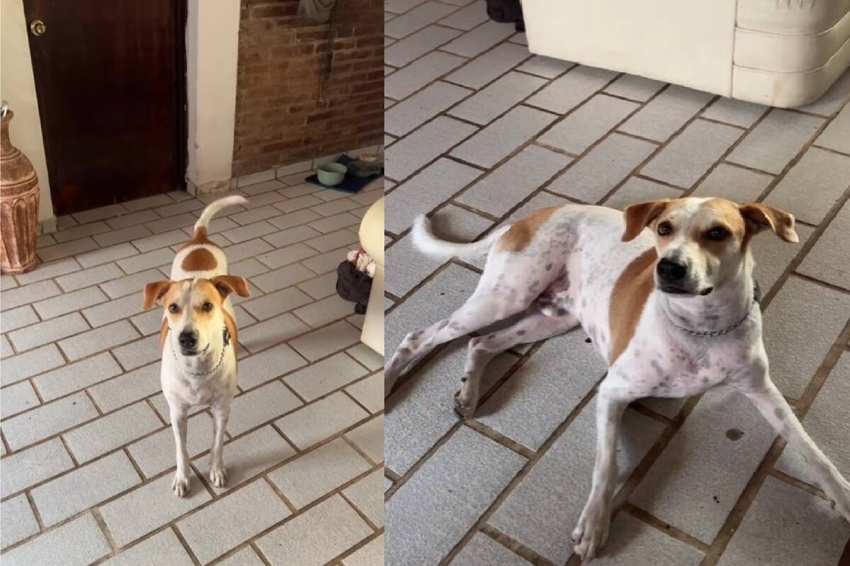 VIRAL EN TIKTOK: Huarache, el perrito que solo obedece en español