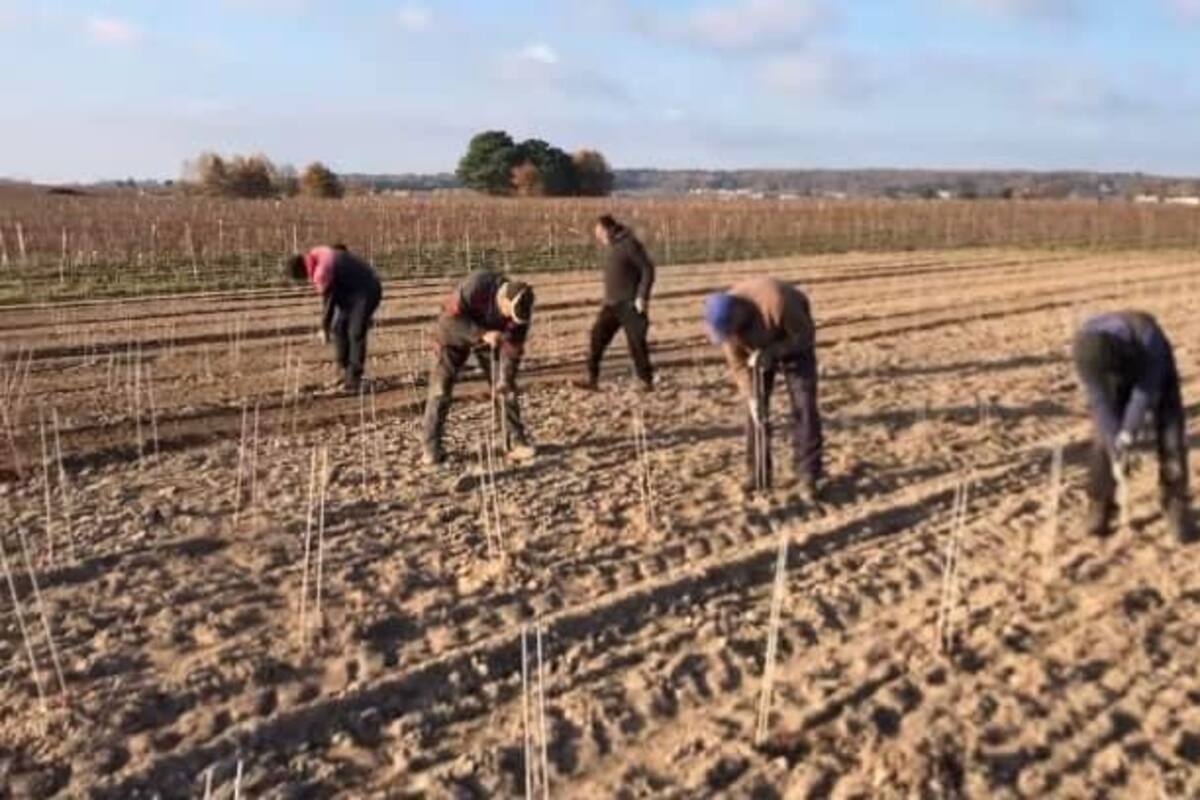 Realizan plantación de viña en el Valle de Guadalupe