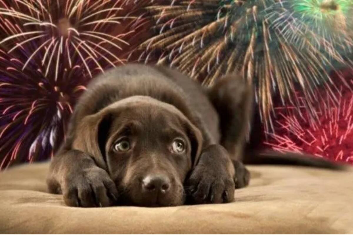 ¿Cómo proteger a tu perro del estruendo de los fuegos artificiales?