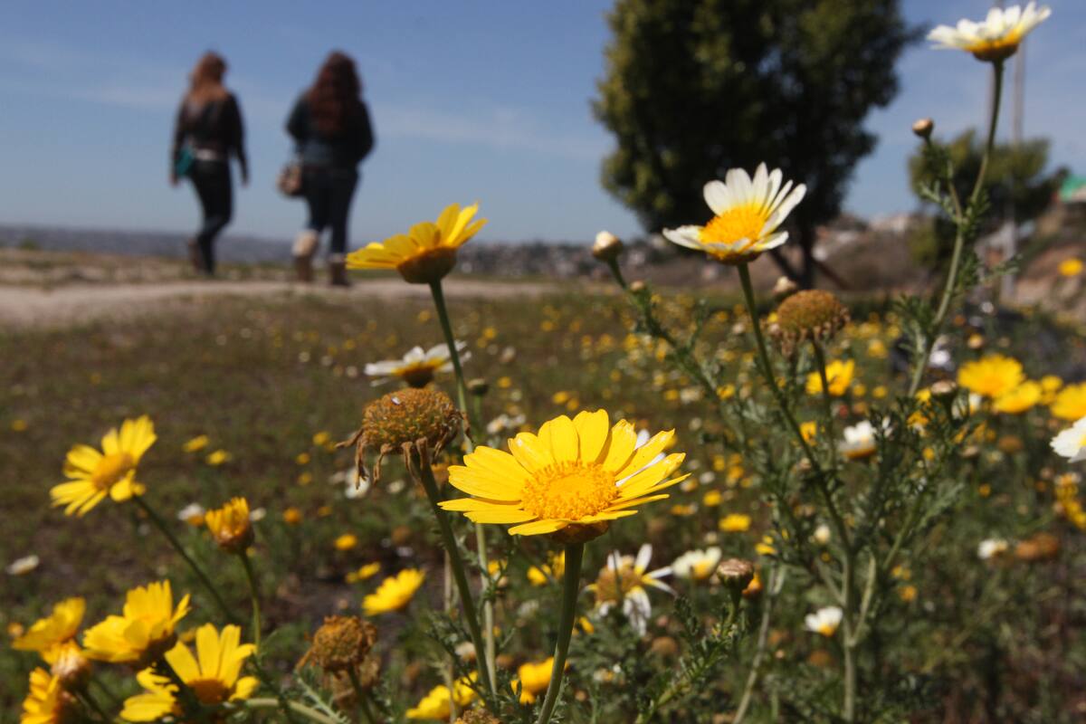 Clima Tijuana: Siguen los días medio nublados y templados