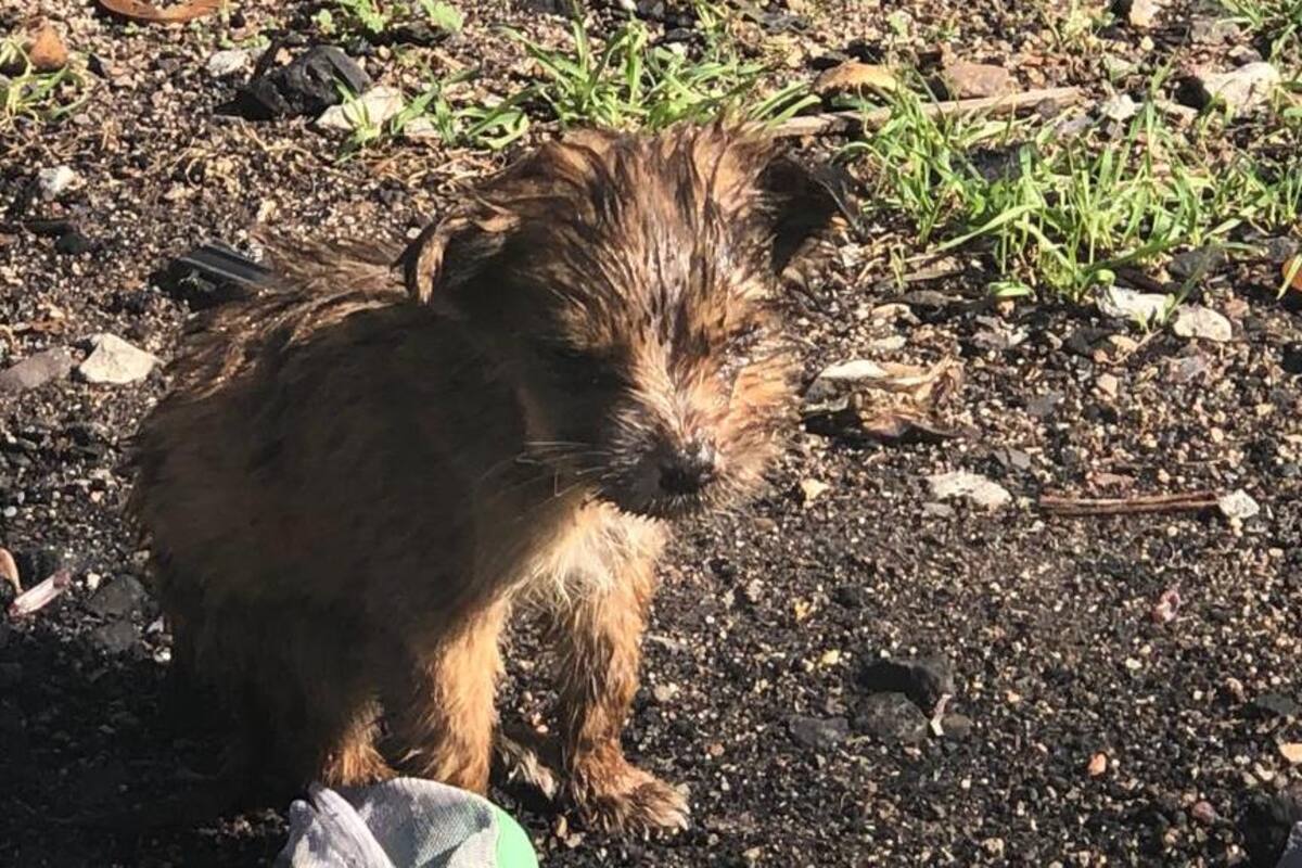 Perritos en Rosarito se salvan de incendio gracias a bomberos