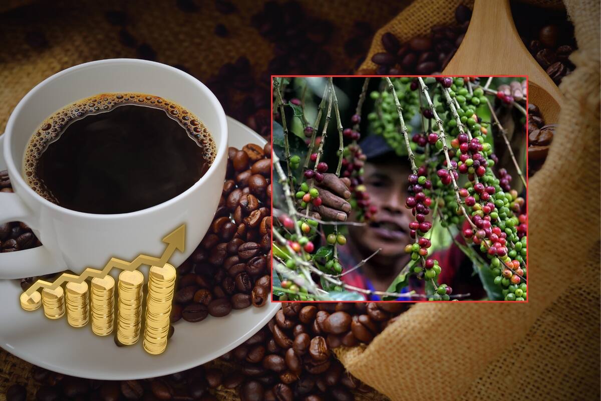 Precio del café está por las nubes y su producción está en crisis: ¿Qué está pasando con la bebida favorita del mundo?