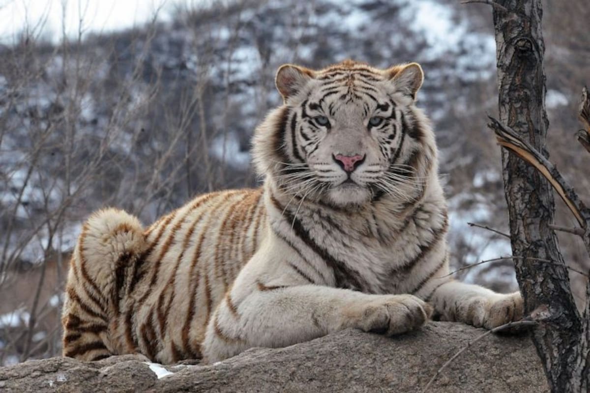 Ucrania: Zoológico considera sacrificar animales grandes ante destrucción de recintos