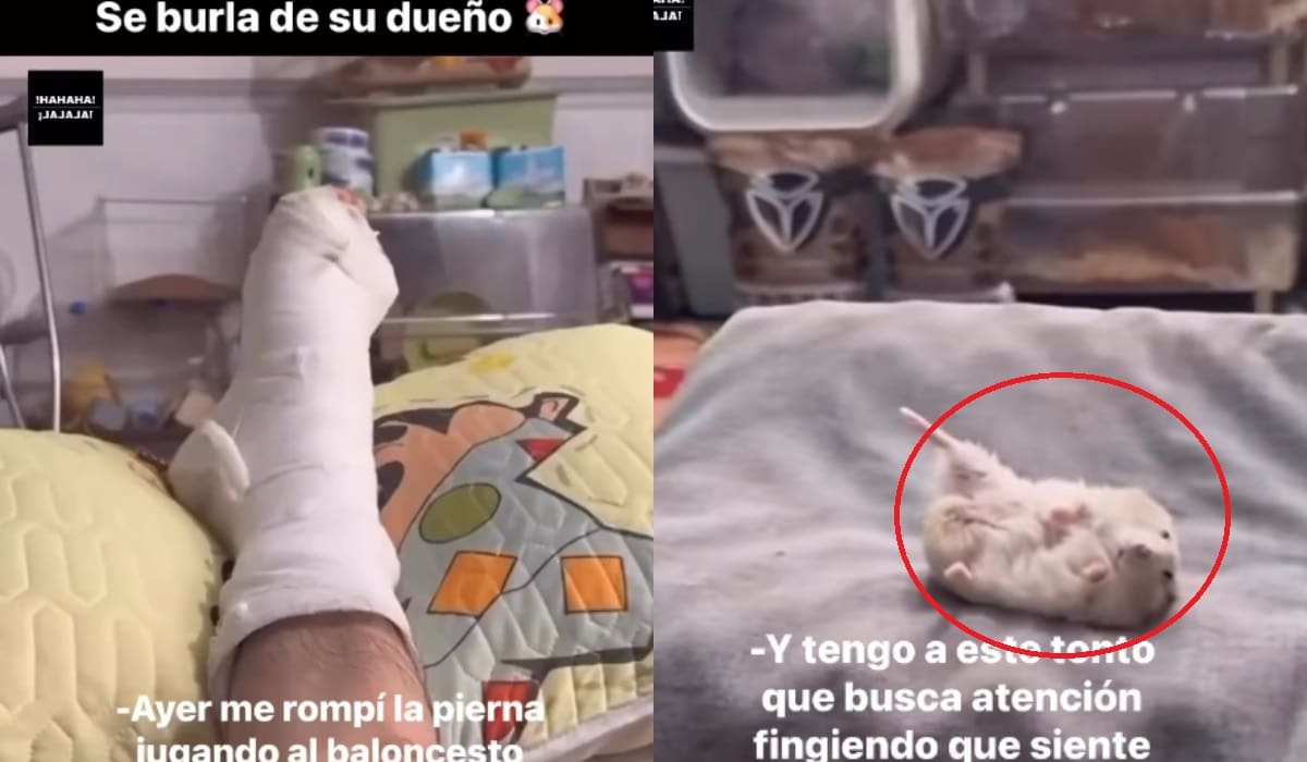 "Deja de jugar, hermano, eres un payaso": Hombre se enoja con su hámster por imitarlo fingiendo también tener la pierna rota y enyesada