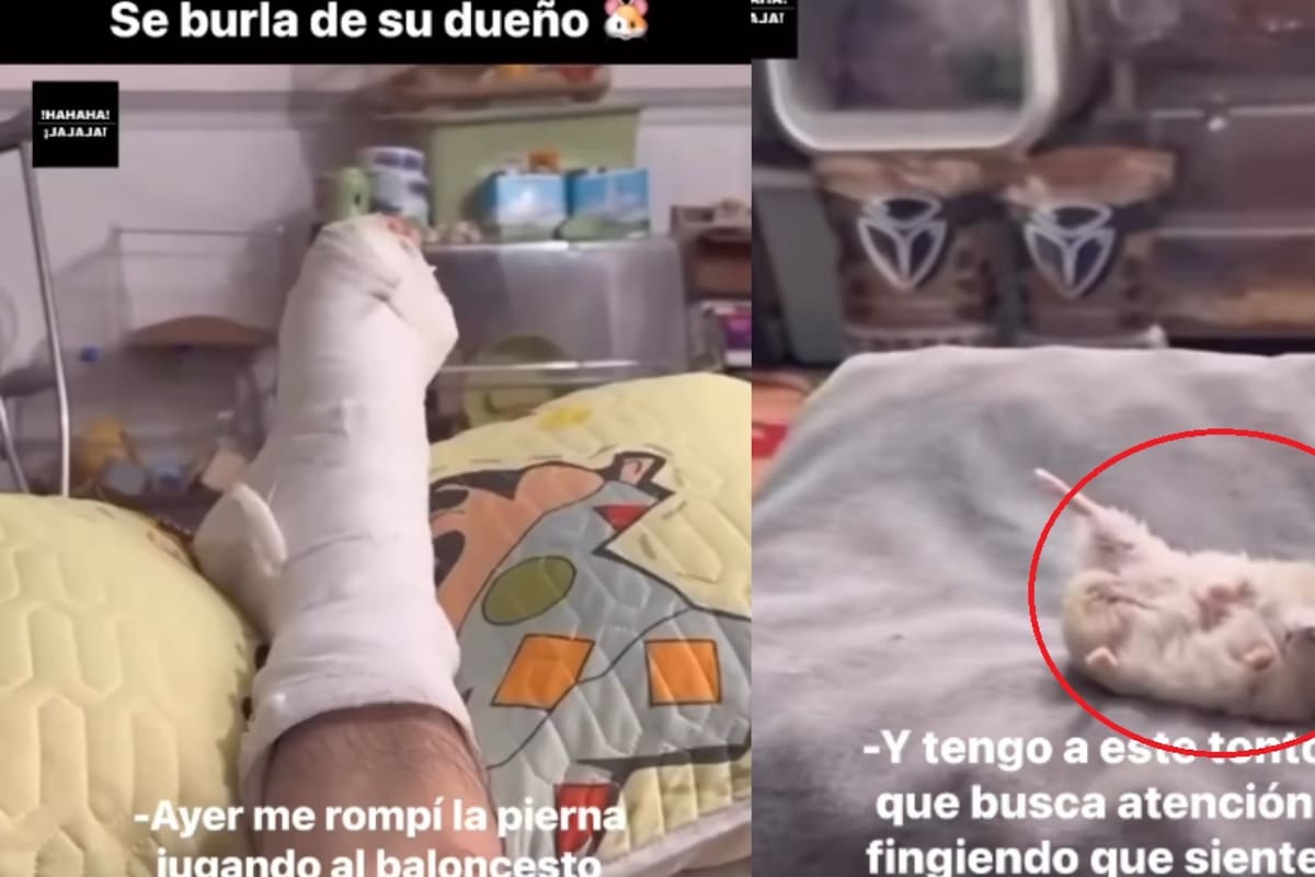 “Deja de jugar, hermano, eres un payaso”: Hombre se enoja con su hámster por imitarlo fingiendo también tener la pierna rota y enyesada