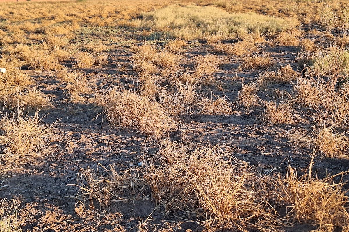 Crece maleza en campos ante falta de siembras: Productores de Sonora
