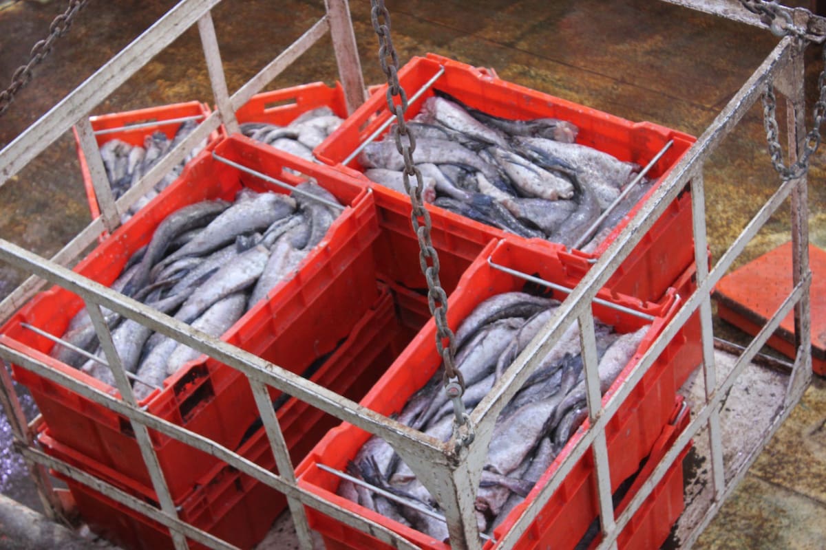 Pesca de merluza en Golfo de California genera interés en varios países