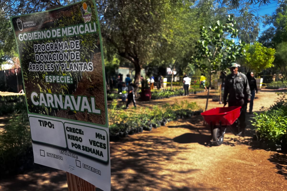 Entregan más de 6 mil árboles y plantas en dos días en viveros municipales de Mexicali