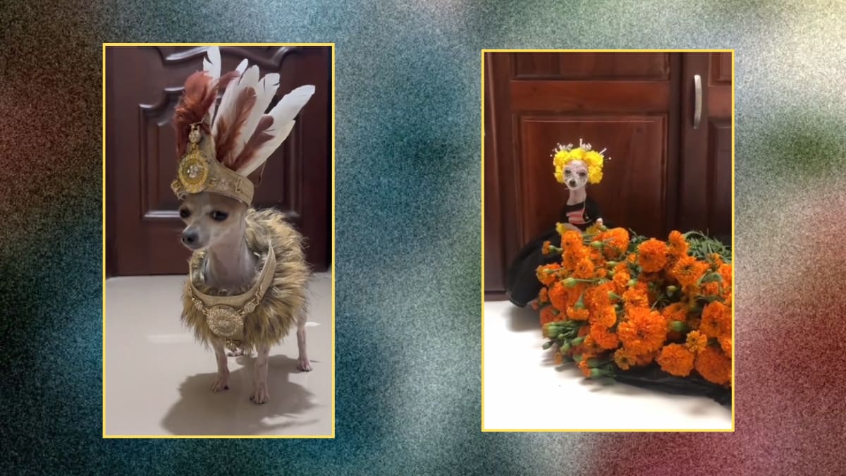 Chihuahua se vuelve viral por modelar atuendos prehispánicos como todo un tlatoani