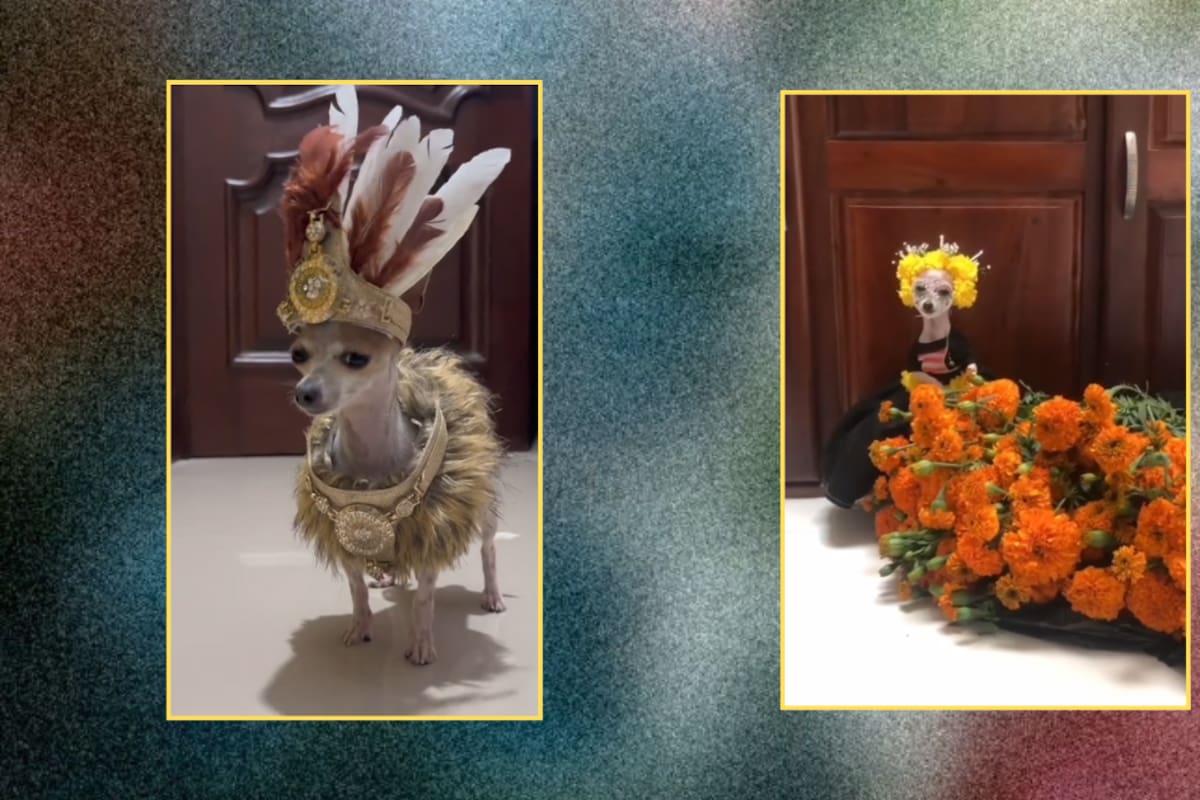 Chihuahua se vuelve viral por modelar atuendos prehispánicos como todo un tlatoani