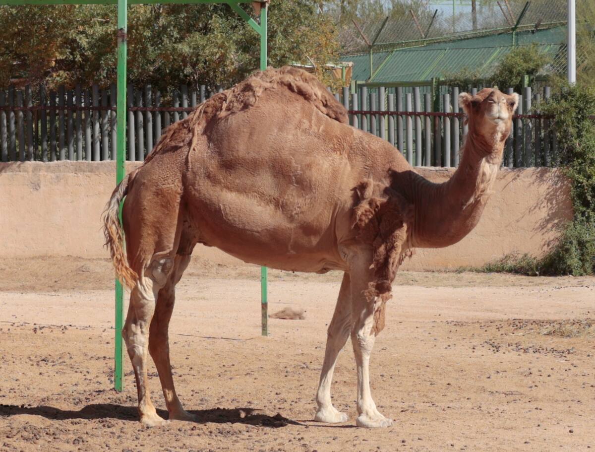 Los dromedarios son una especie diferente a los camellos, que ya que
los primeros tienen una joroba y los camellos dos.