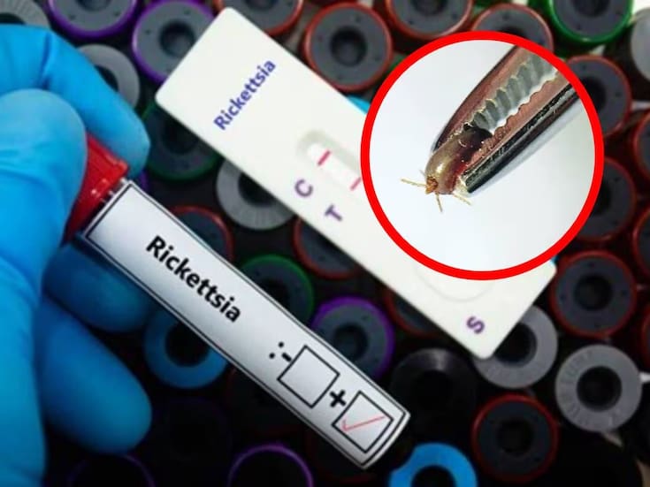 Van 10 muertes por rickettsia en BC en lo que va de 2026; Ensenada concentra la mitad