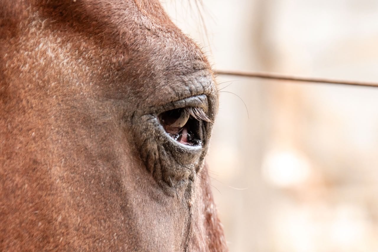 Dos caballos fueron rescatados por autoridades estatales y municipales tras detectarse que presentaban desnutrición y otros problemas de salud durante un operativo en Playa Hermosa, Ensenada. Foto: Border Zoom.