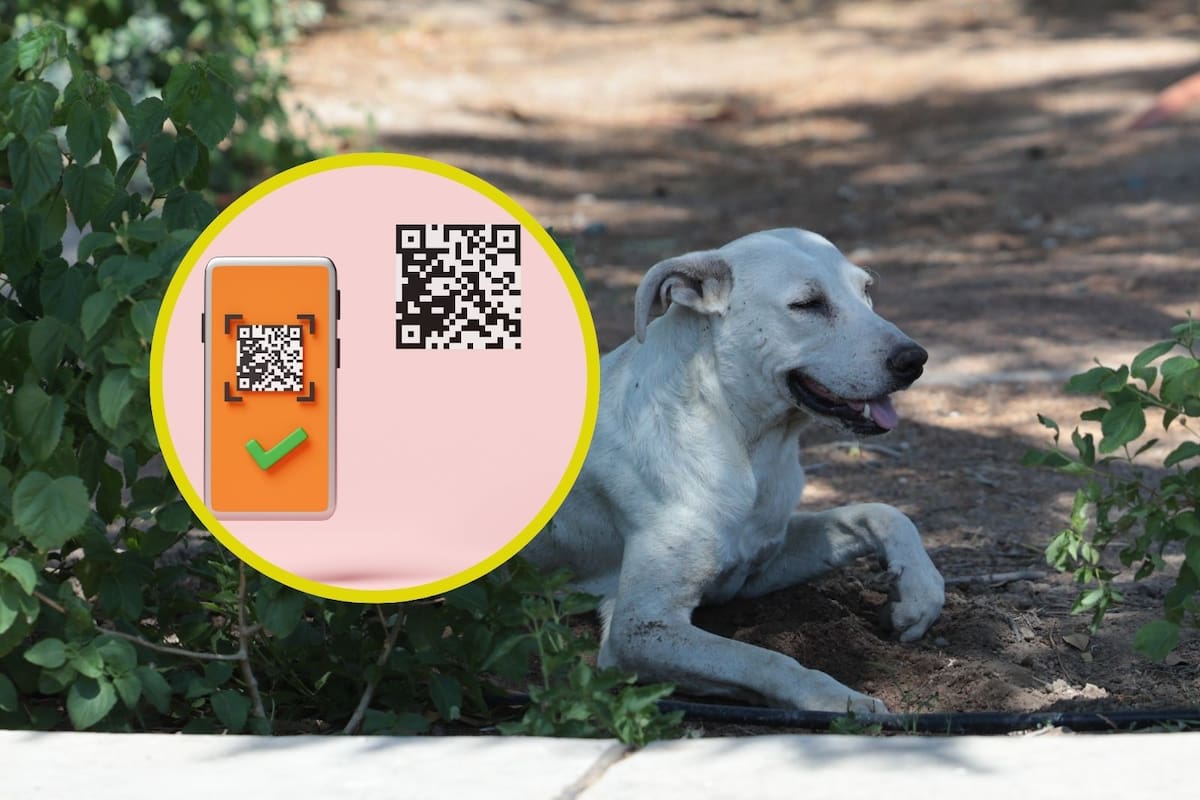 Lanzan ‘Huellita Segura’ en Hermosillo: Registro obligatorio de mascotas con QR para evitar extravíos y maltrato animal