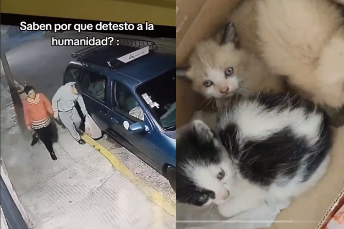 Pareja mete a tres gatitos en una bolsa y los tira en la calle: su acción es captada en video