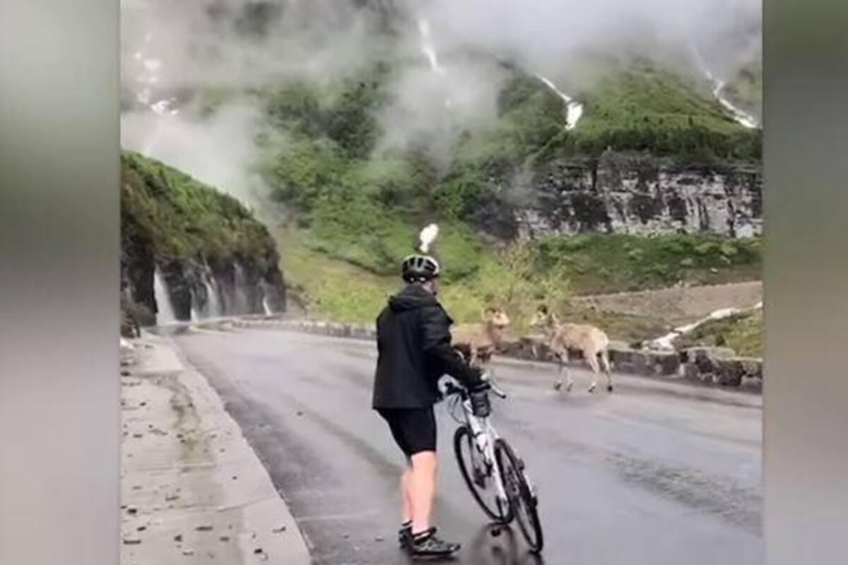 Ciclistas tomaban paseo en carretera cuando los asustó la pelea de estos animales