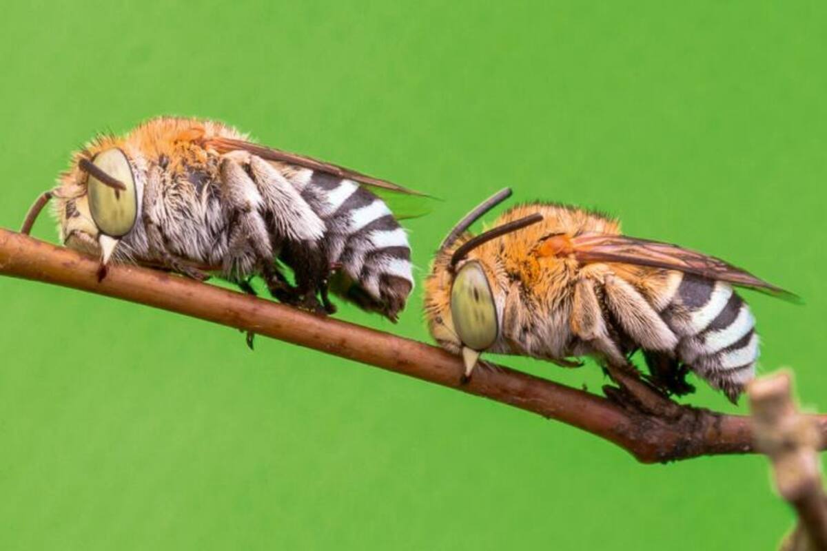 ¿Los insectos duermen ?