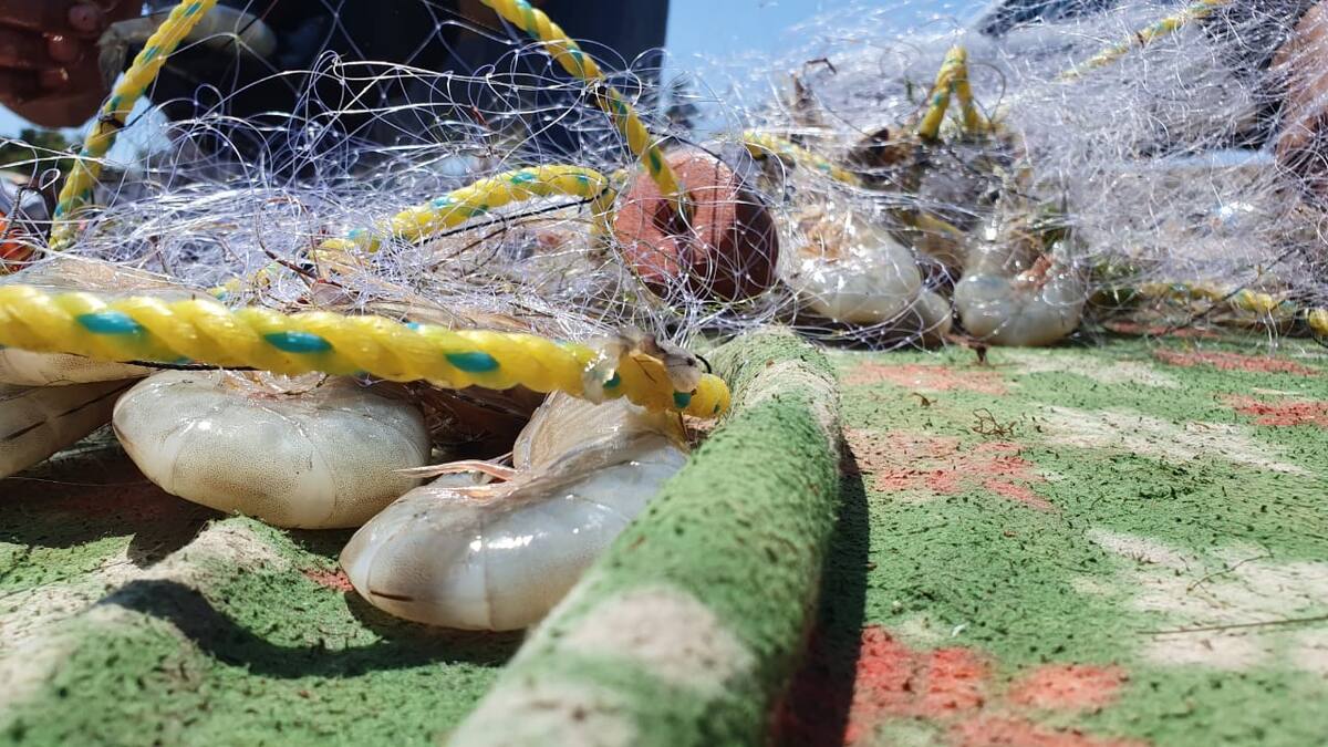 El precio del crustáceo en el mercado internacional oscila en 3.50 dólares la libra. FOTO: BANCO DIGITAL