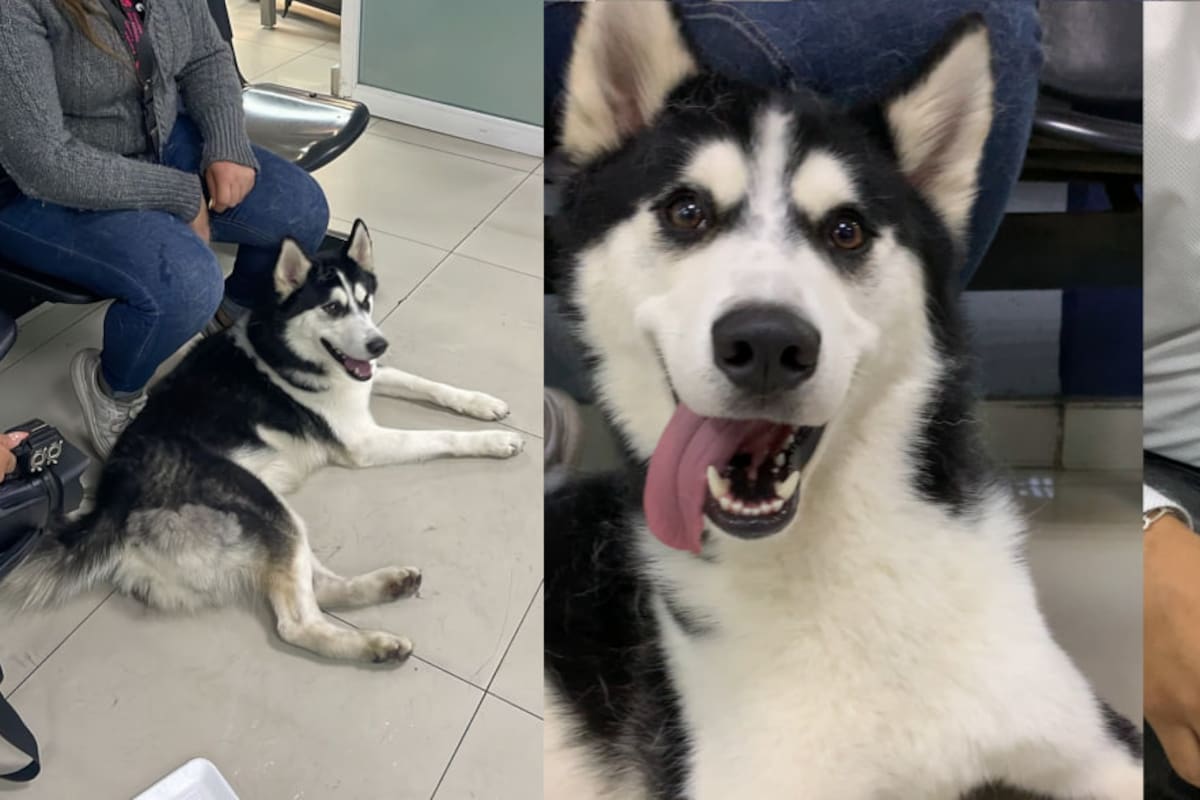 Cachorro de husky se roba la atención en oficinas de la Fiscalía del Estado de Jalisco