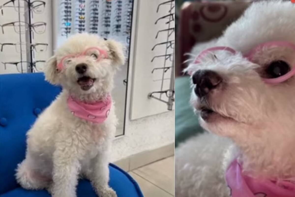 VIRAL: La conmovedora historia de Candy, una adorable perrita que usa gafas