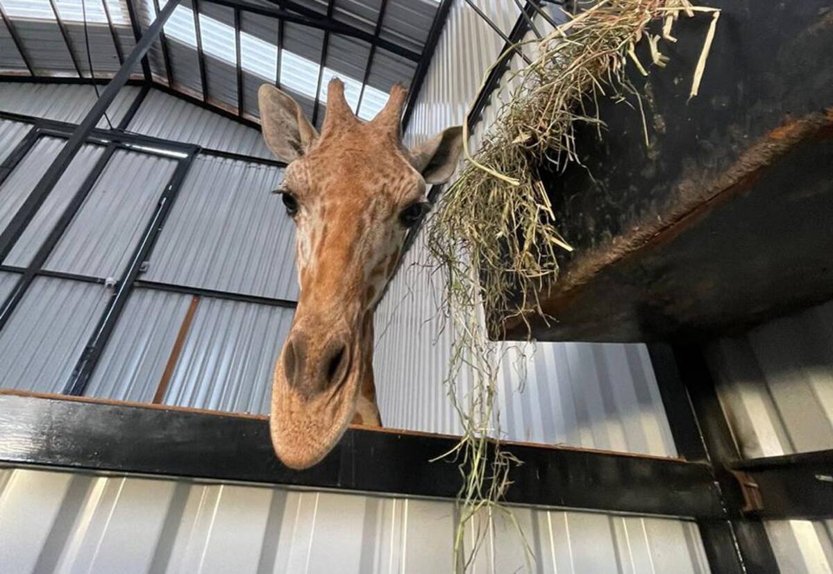 La jirafa es el mamífero terrestre más alto del mundo y se encuentra en un momento crítico.