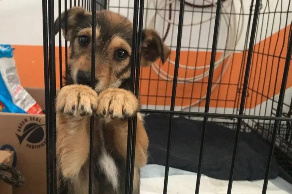 Procesos para castigar maltrato animal deben agilizarse: Rescatistas